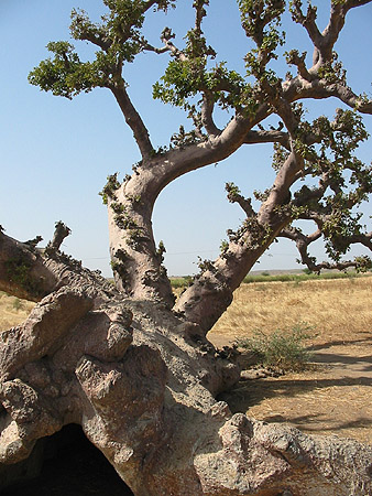 le baobab de la terranga