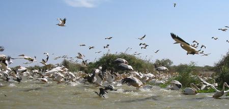 les oiseaux migrateurs